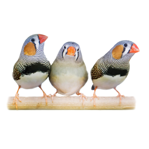 Zebrafinke - Taeniopygia guttata