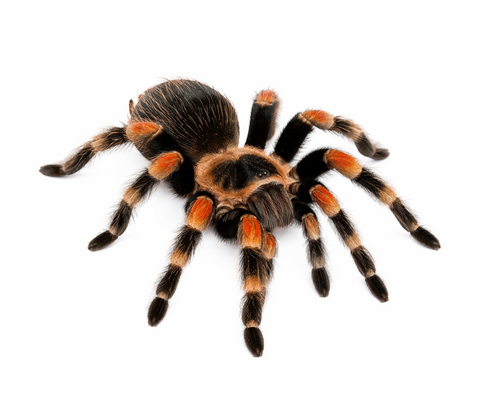 Mexicansk rødknæet fugleedderkop inkl. terrarie - Brachypelma hamorii