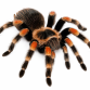 Mexicansk rødknæet fugleedderkop inkl. terrarie - Brachypelma hamorii