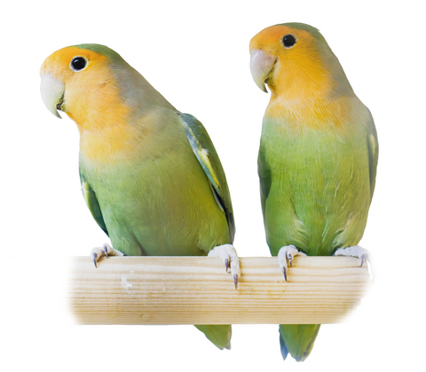 Dværgpapegøje - Agapornis sp.