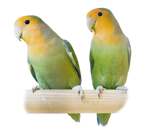 Dværgpapegøje - Agapornis