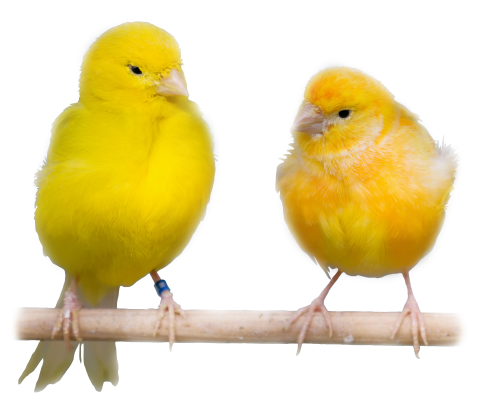 Kanariefugl - Serinus canaria