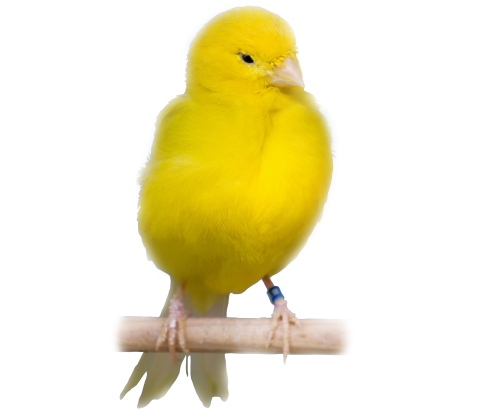 Kanariefugl - Serinus canaria