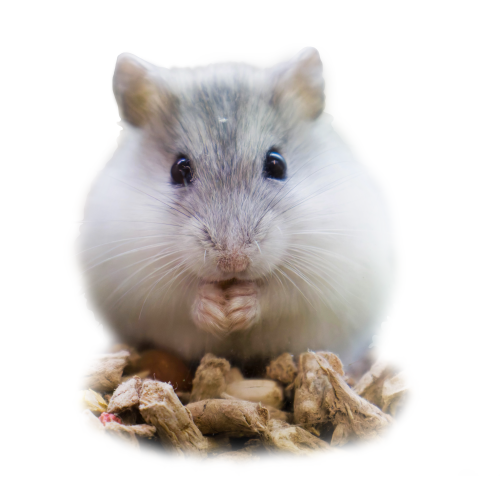 Dværghamster - Phodopus