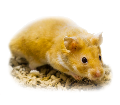 Guldhamster - Mesocricetus auratus