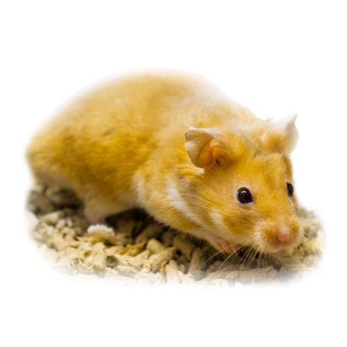 Guldhamster - Mesocricetus auratus