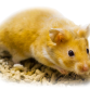 Guldhamster - Mesocricetus auratus