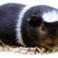 Marsvin - Cavia porcellus