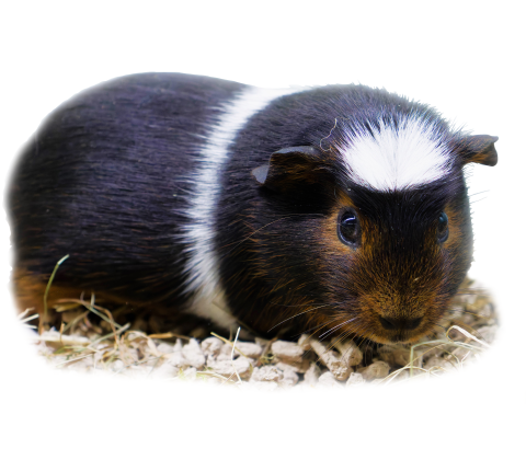 Marsvin - Cavia porcellus