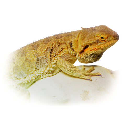 skægagame - Pogona vitticeps