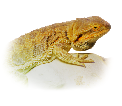 skægagame - Pogona vitticeps