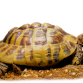 Græsk landskildpadde - Testudo hermanni