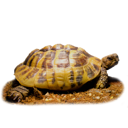 Græsk landskildpadde - Testudo hermanni