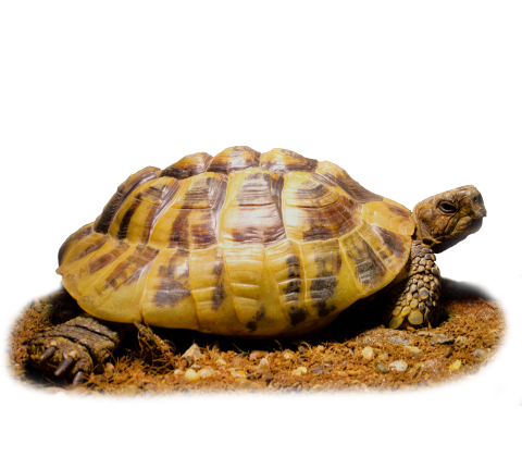 Græsk landskildpadde - Testudo hermanni