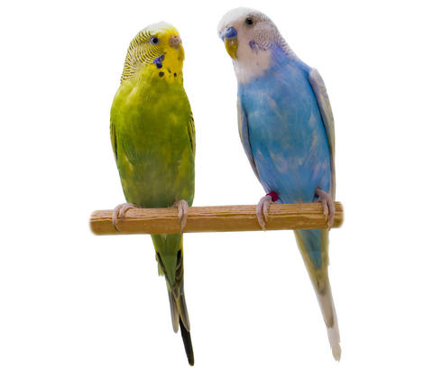 Undulat - Melopsittacus undulatus