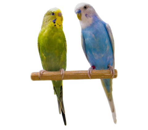 Undulat - Melopsittacus undulatus