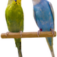 Undulat - Melopsittacus undulatus