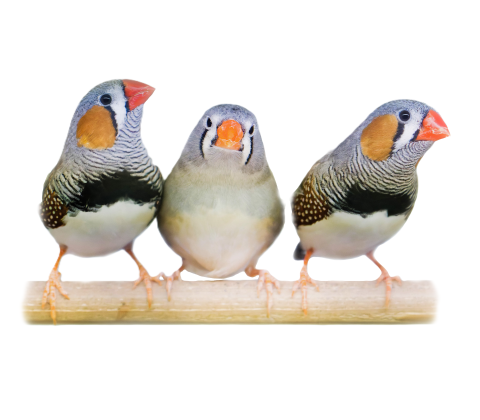 Zebrafinke - Taeniopygia guttata