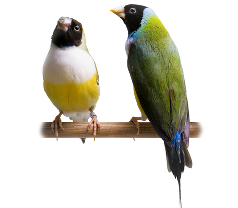 Gouldsamadiner - Erythrura gouldiae