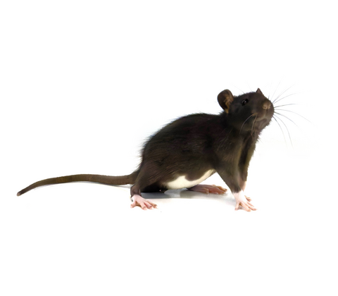 Tamrotte - Rattus norvegicus domestica