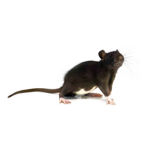 Tamrotte - Rattus norvegicus domestica