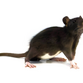 Tamrotte - Rattus norvegicus domestica