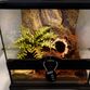 Brasiliansk hvidknæet fugleedderkop inkl. terrarie - Acanthoscurria geniculata