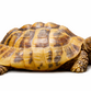 Græsk landskildpadde - Testudo hermanni