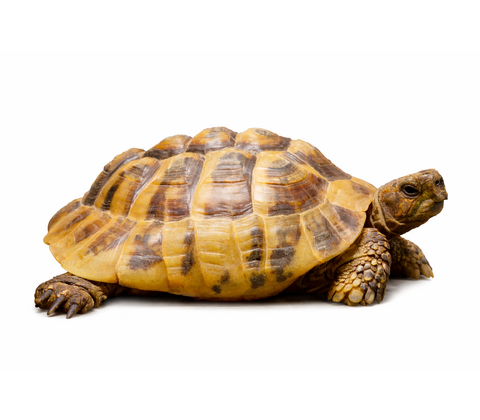 Græsk landskildpadde - Testudo hermanni
