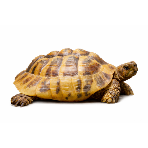 Græsk landskildpadde - Testudo hermanni
