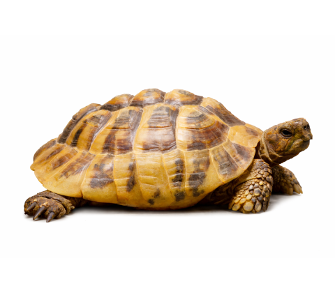 Græsk landskildpadde - Testudo hermanni