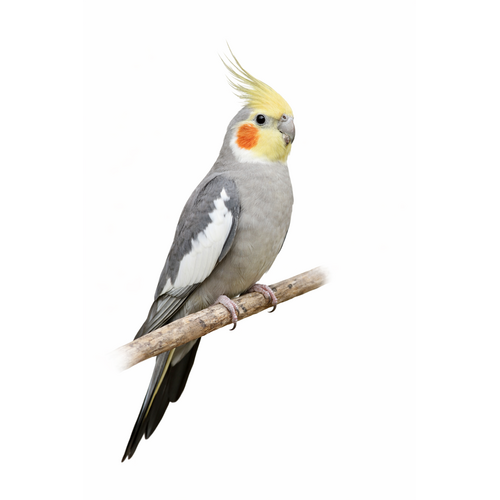 Nymfeparakit - Nymphicus hollandicus
