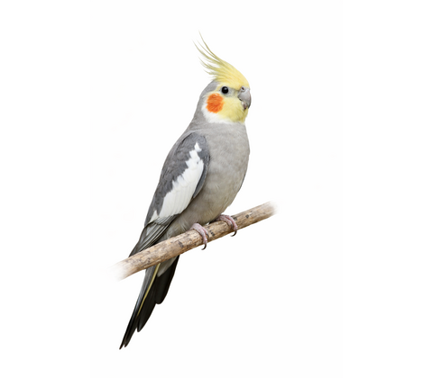 Nymfeparakit - Nymphicus hollandicus