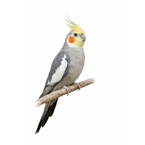 Nymfeparakit - Nymphicus hollandicus