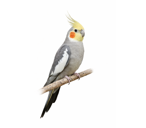 Nymfeparakit - Nymphicus hollandicus