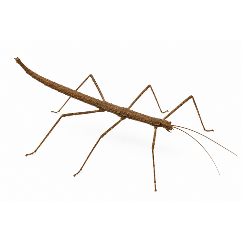 Vietnamesisk vandrendepind - Medauroidea extradentata