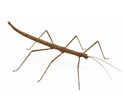 Vietnamesisk vandrendepind - Medauroidea extradentata