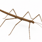 Vietnamesisk vandrendepind - Medauroidea extradentata