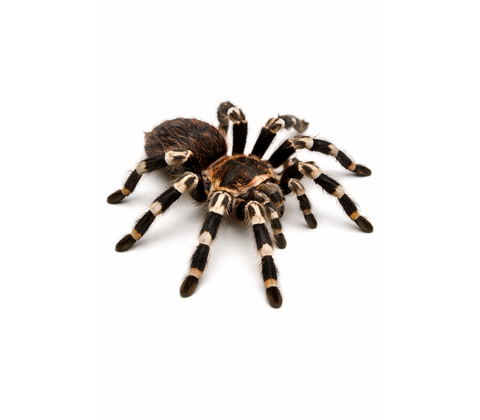 Brasiliansk hvidknæet fugleedderkop inkl. terrarie - Acanthoscurria geniculata