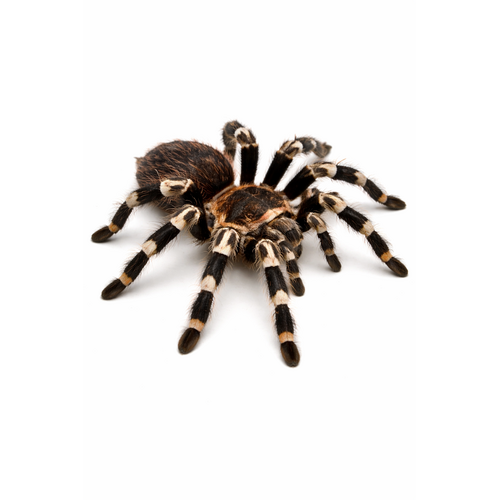 Brasiliansk hvidknæet fugleedderkop inkl. terrarie - Acanthoscurria geniculata