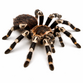 Brasiliansk hvidknæet fugleedderkop inkl. terrarie - Acanthoscurria geniculata