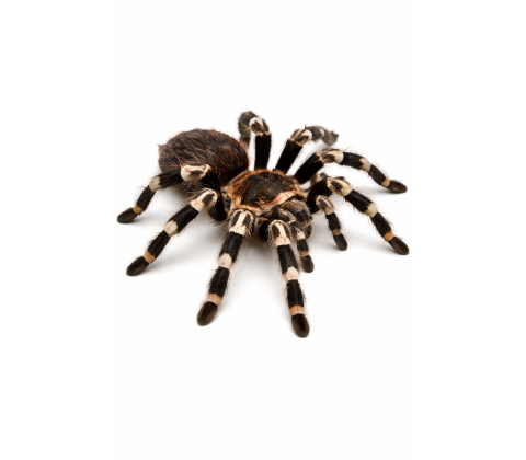 Brasiliansk hvidknæ fugleedderkop - Acanthoscurria geniculata