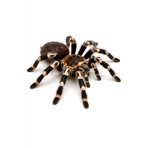 Brasiliansk hvidknæ fugleedderkop - Acanthoscurria geniculata
