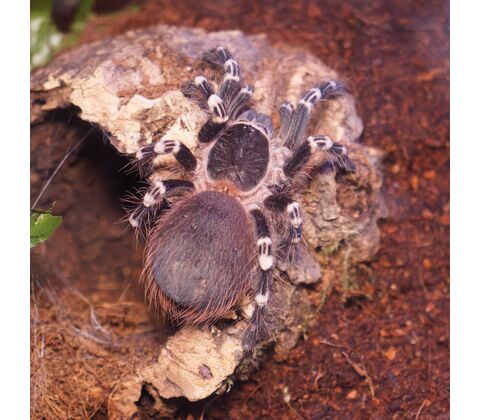 Brasiliansk hvidknæet fugleedderkop inkl. terrarie - Acanthoscurria geniculata