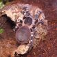Brasiliansk hvidknæet fugleedderkop inkl. terrarie - Acanthoscurria geniculata