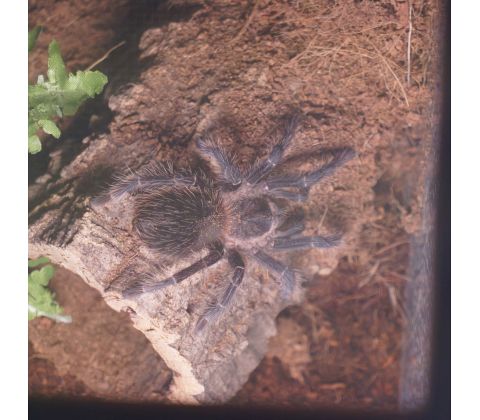 Brasiliansk salmon-pink fugleedderkop - Lasiodora parahybana