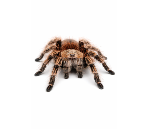 Brasiliansk salmon-pink fugleedderkop - Lasiodora parahybana