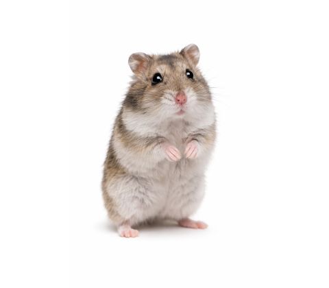 Dværghamster - Phodopus