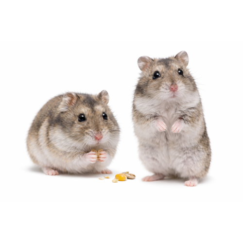 Dværghamster - Phodopus