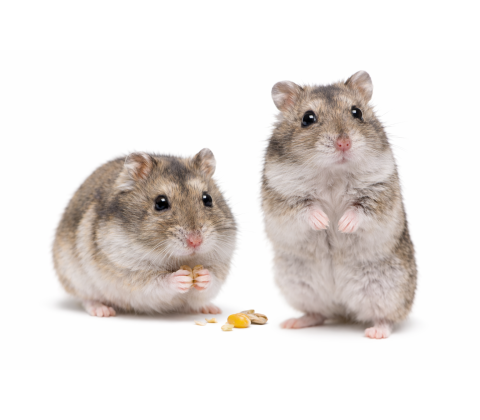 Dværghamster - Phodopus